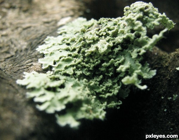 lichen